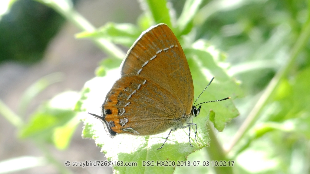 Satyrium minshanicum