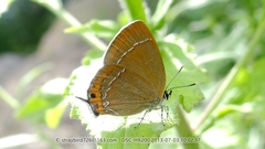 Satyrium minshanicum