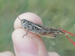 Arcyptera microptera