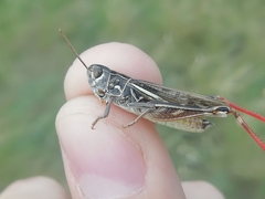 Arcyptera microptera
