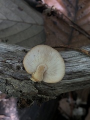 Lentinula boryana
