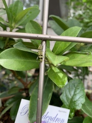 Chlorophorus muscosus