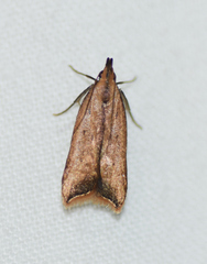 Dichomeris heriguronis