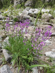 Oxytropis longirostra