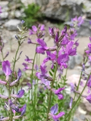 Oxytropis longirostra