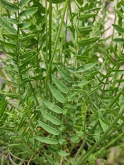 Oxytropis longirostra