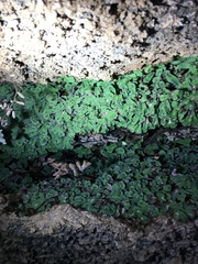 Plagiochasma rupestre