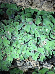 Plagiochasma rupestre