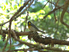 Setophaga americana image