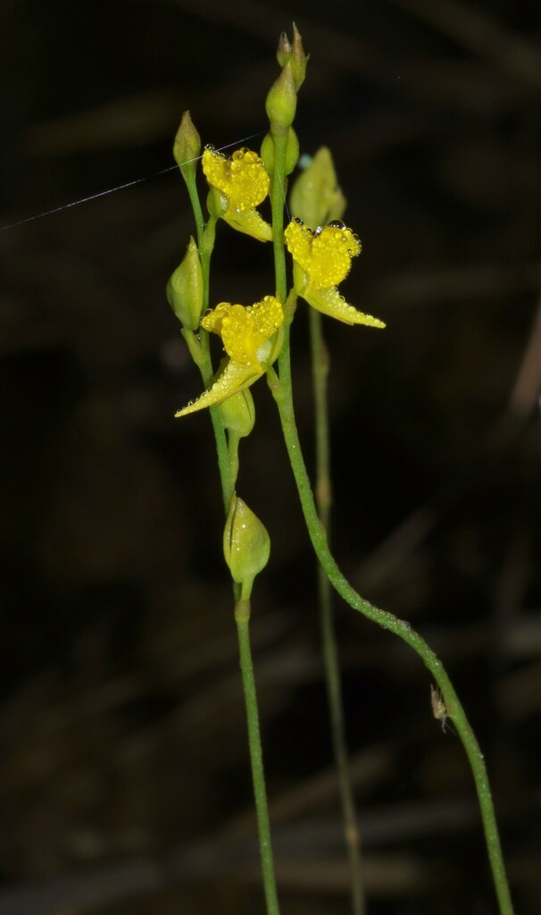 Utricularia erectiflora A.St.-Hil. & Girard 3