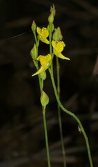 Utricularia erectiflora