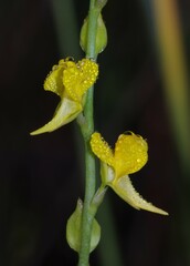 Utricularia erectiflora