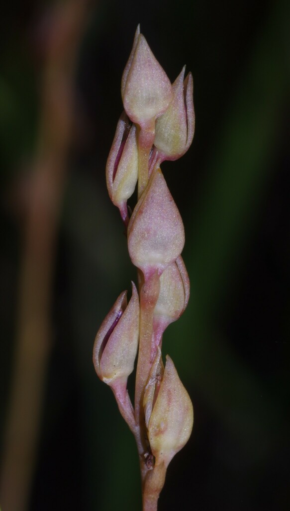 Utricularia erectiflora A.St.-Hil. & Girard 4