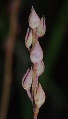 Utricularia erectiflora