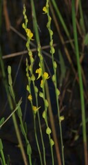 Utricularia erectiflora