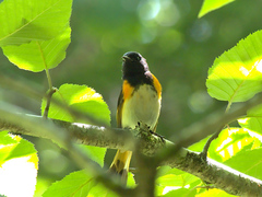Setophaga ruticilla image
