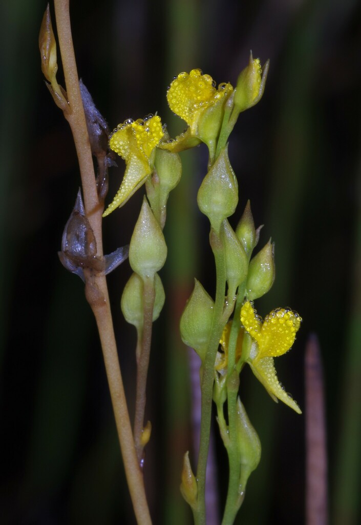 Utricularia erectiflora A.St.-Hil. & Girard 2