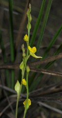 Utricularia erectiflora