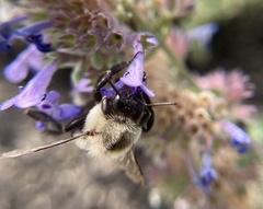 Bombus impatiens
