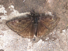 Erynnis afranius
