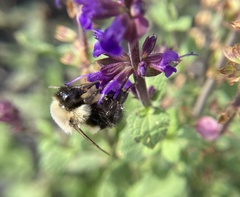 Bombus impatiens