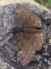 Erynnis afranius