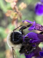 Bombus impatiens
