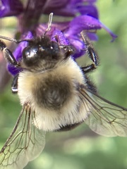 Bombus impatiens