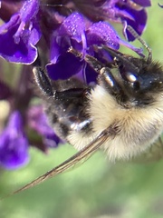 Bombus impatiens