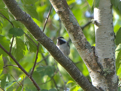 Poecile atricapillus image