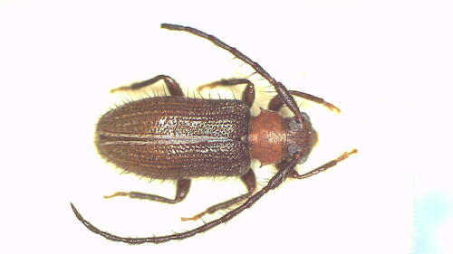 Exocentrus albosuturalis