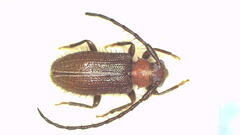 Exocentrus albosuturalis