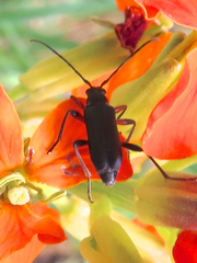 Grammoptera subargentata
