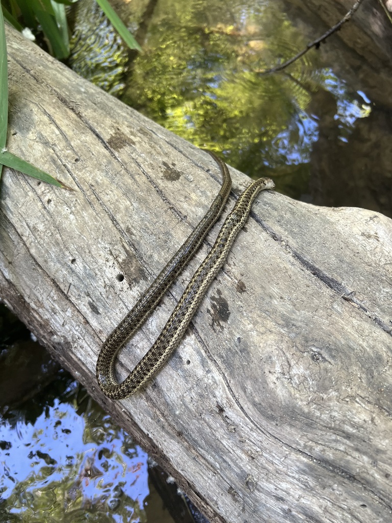 Western Terrestrial Garter Snake From W Cesar Chavez Ln, Boise, ID, US ...