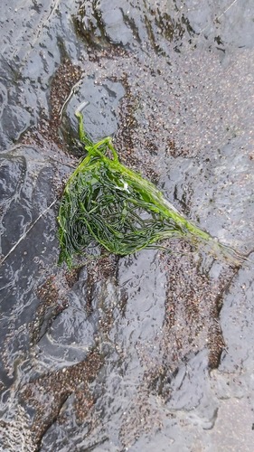 Sea lettuce (Ulva intestinalis) recorded in the Infiernillo intertidal zone, Pichilemu