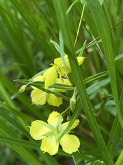 Lysimachia quadriflora