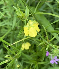 Lysimachia quadriflora