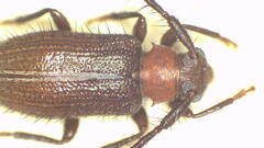 Exocentrus albosuturalis