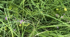 Lysimachia quadriflora