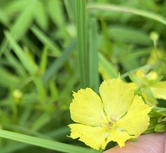 Lysimachia quadriflora