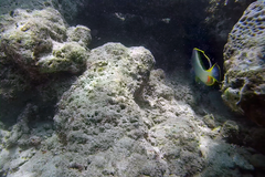 Chaetodon xanthocephalus