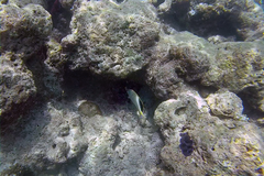 Chaetodon xanthocephalus