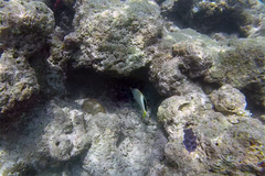 Chaetodon xanthocephalus