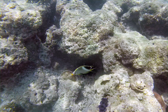 Chaetodon xanthocephalus