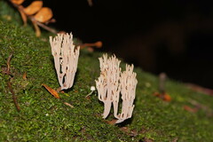 Artomyces austropiperatus