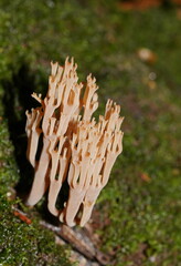 Artomyces austropiperatus