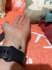 Calligrapha spiraeae