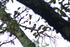 Pipilo maculatus macronyx