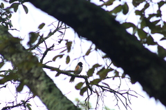 Pipilo maculatus macronyx