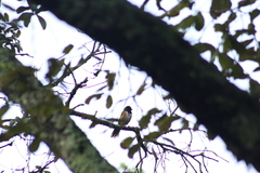 Pipilo maculatus macronyx